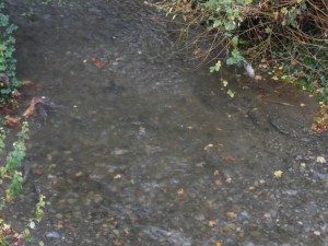 Dickerson Creek