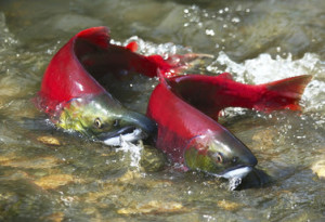 Wild male and female red salmon in river before spawning in symmetric position